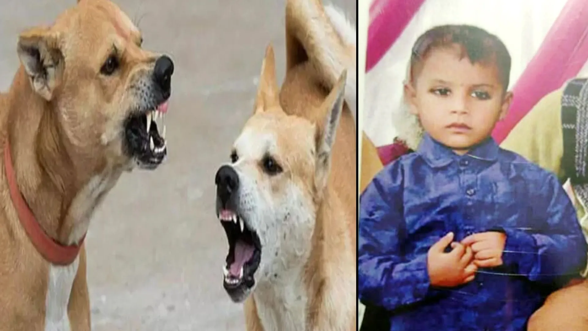 रामपुर : खजुरिया में कुत्तों का आतंक, पांच वर्ष के बालक को नोंचकर मारा डाला