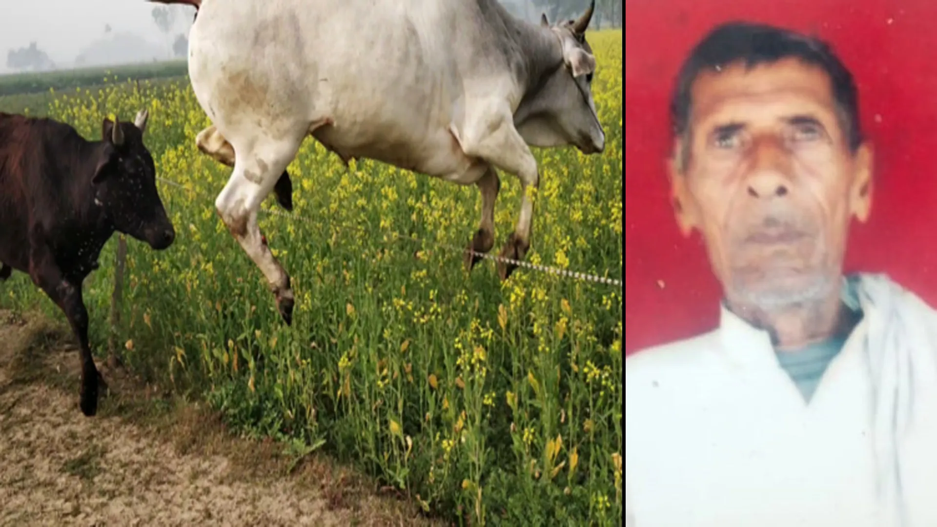 बदायूं: छुट्टा गोवंश के हमले में फसल की रखवाली कर रहे किसान की मौत