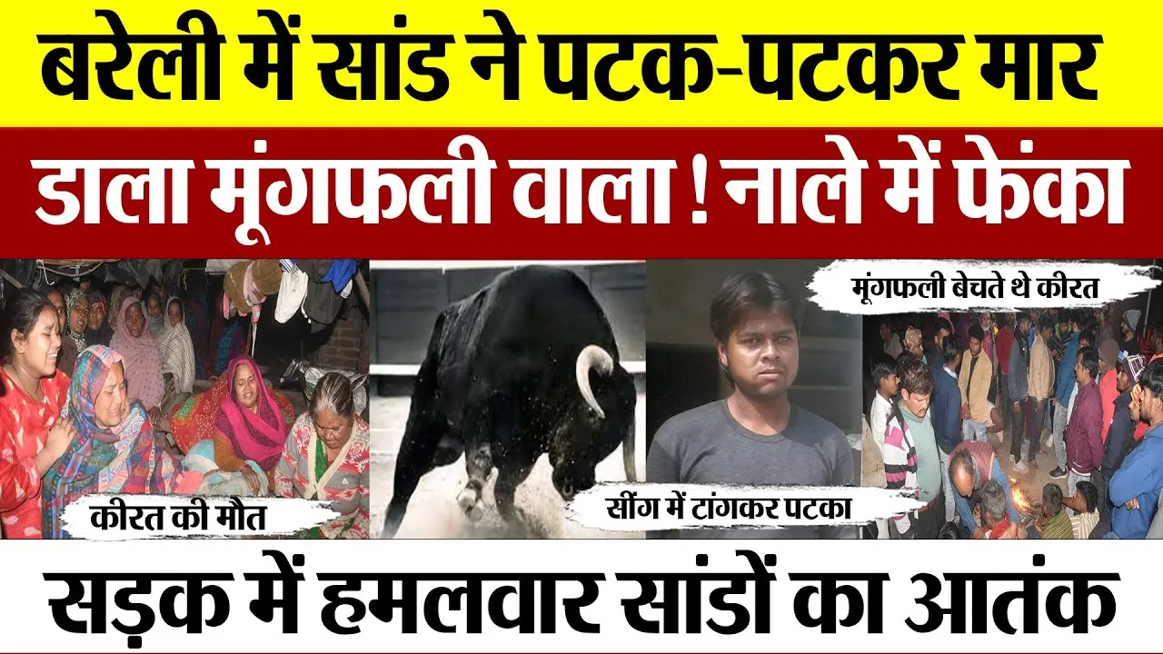 Bareilly News | बरेली में सड़क पर दो सांडों में फाइट। मूंगफली वाले को पटककर मार डाला।