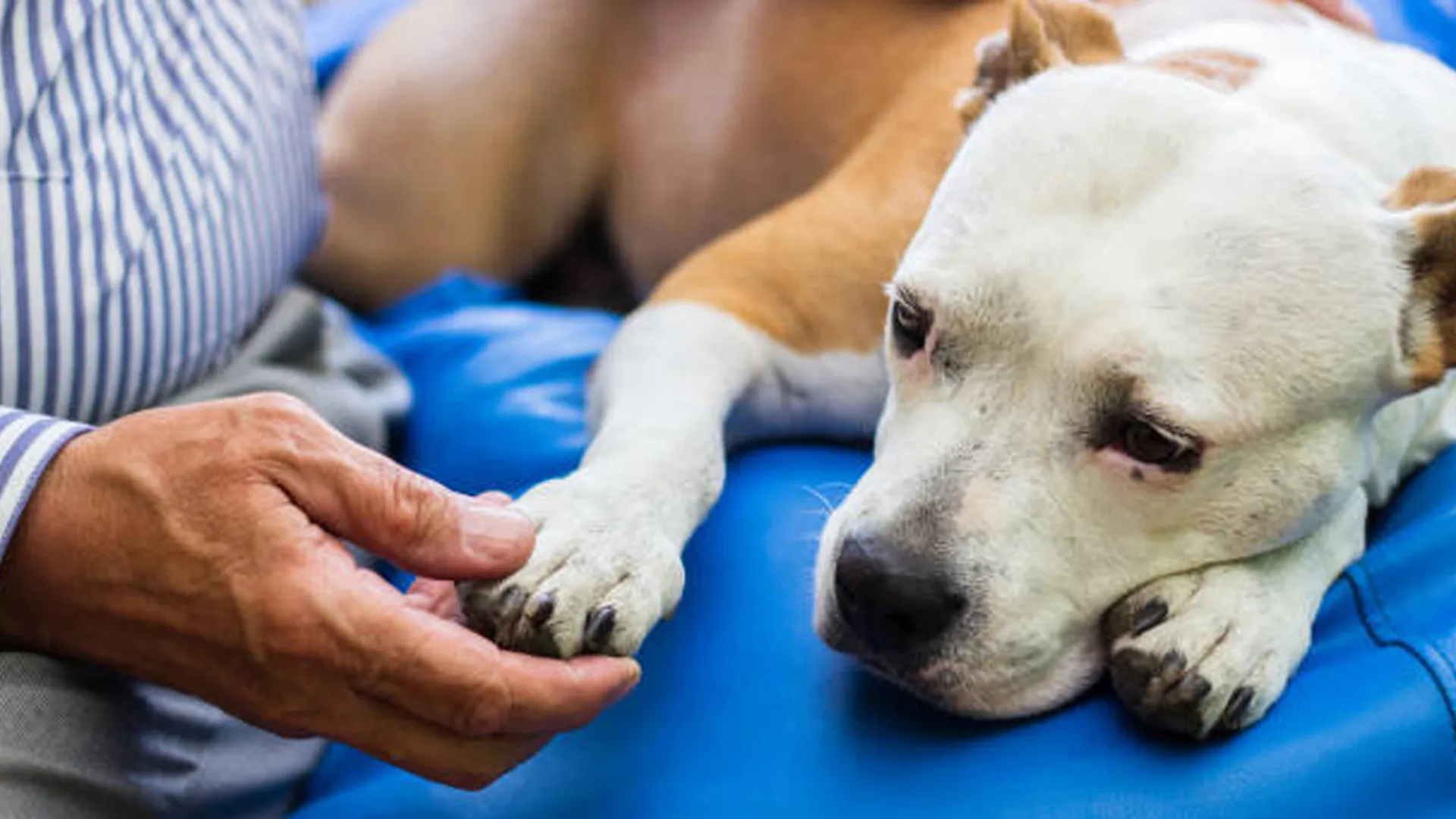 शाहजहांपुर: पालतू कुत्तों में तेजी से पैर पसार रही पारवो नाम खतरनाक बीमारी, जल्द करा लें वैक्सिनेशन