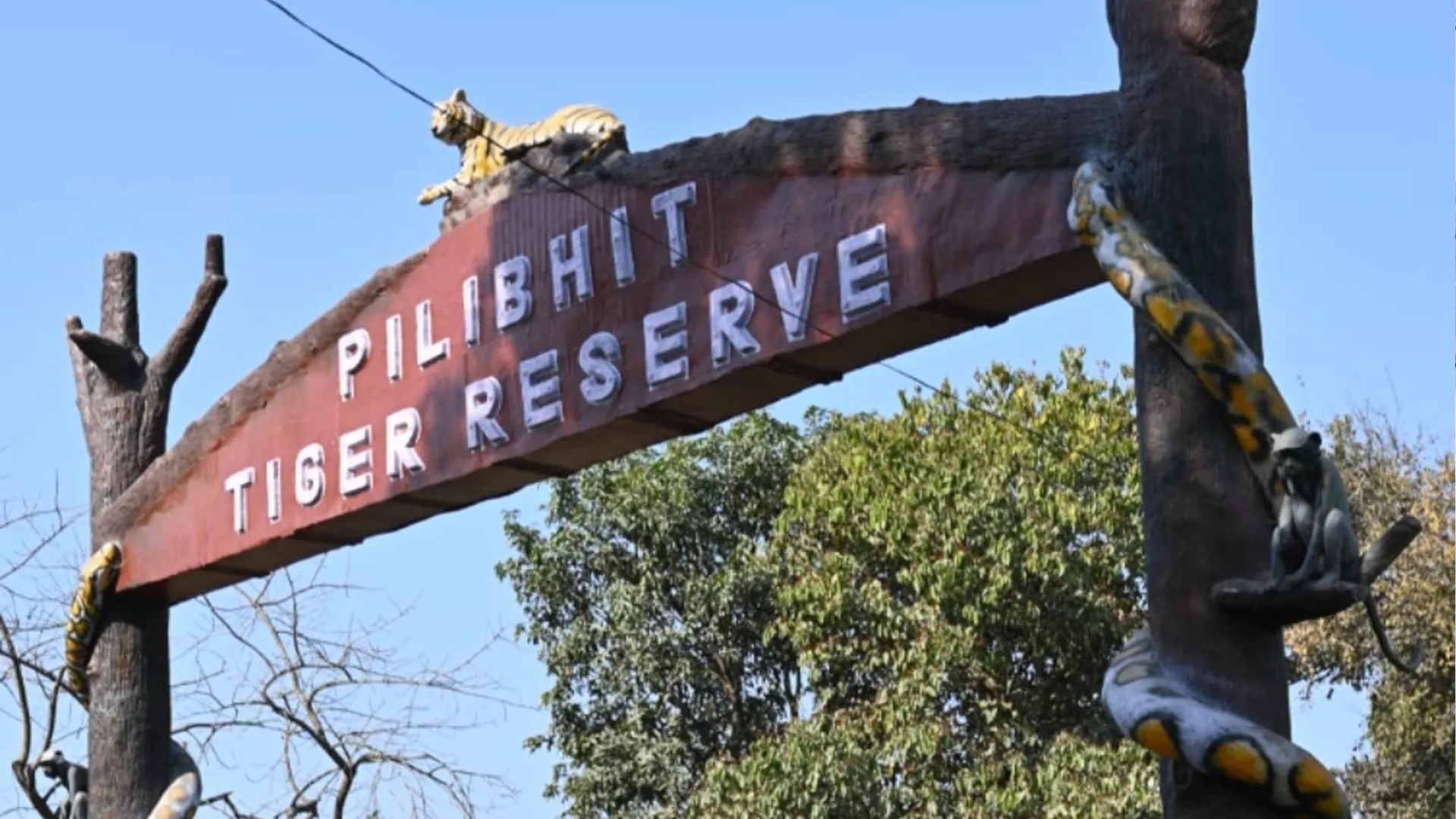 पीलीभीत: महाराष्ट्र में बाघों की मौत के बाद पीटीआर में अलर्ट, बढ़ाई गई निगरानी और सुरक्षा