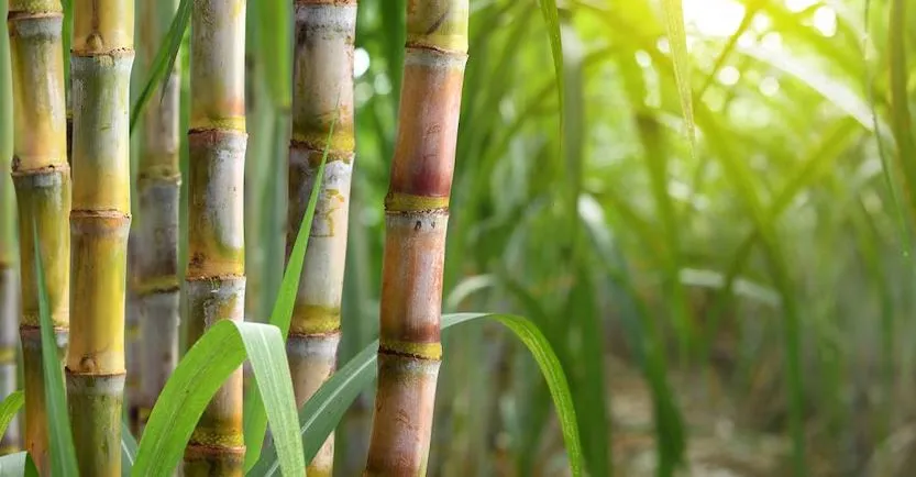 Bareilly: चीनी मिलों पर संकट, किसानों से नहीं मिल पा रहा गन्ना, अगले महीनें हो सकती हैं बंद