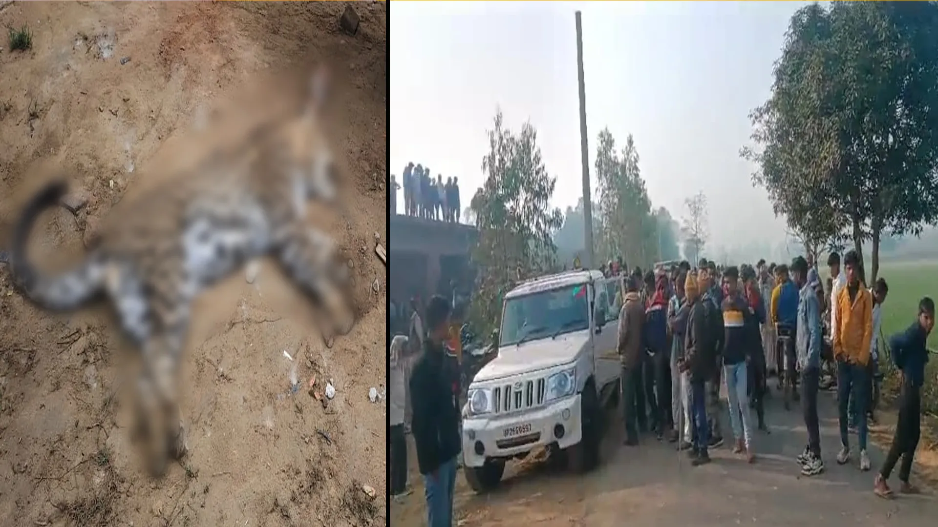 पीलीभीत: कहीं कैनाइन डिस्टेंपर वायरस की चपेट में तो नहीं आ गया तेंदुआ, दुर्जनपुरकलां गांव के पास मिला था शव