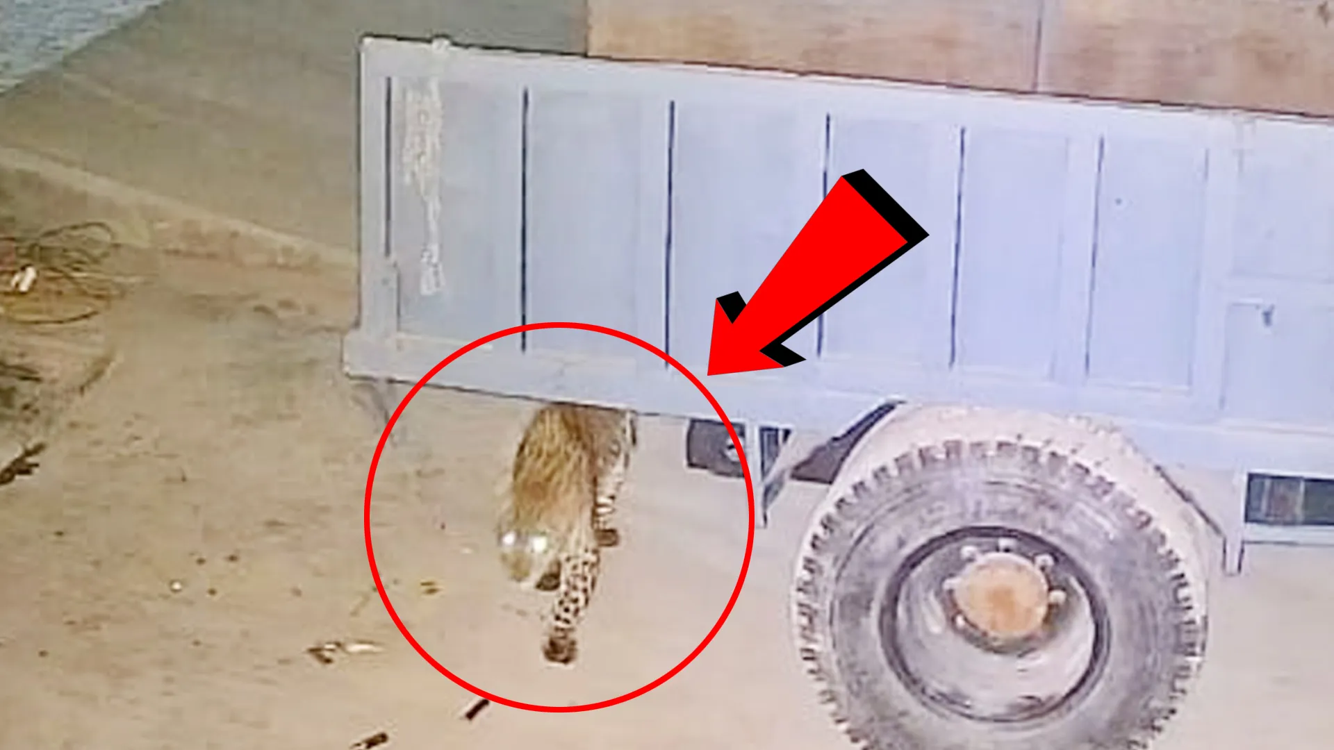 रामपुर : तेंदुए ने फार्म हाउस के निकट कुत्ते को बनाया निवाला, तेंदुए का वीडियो हुआ वायरल