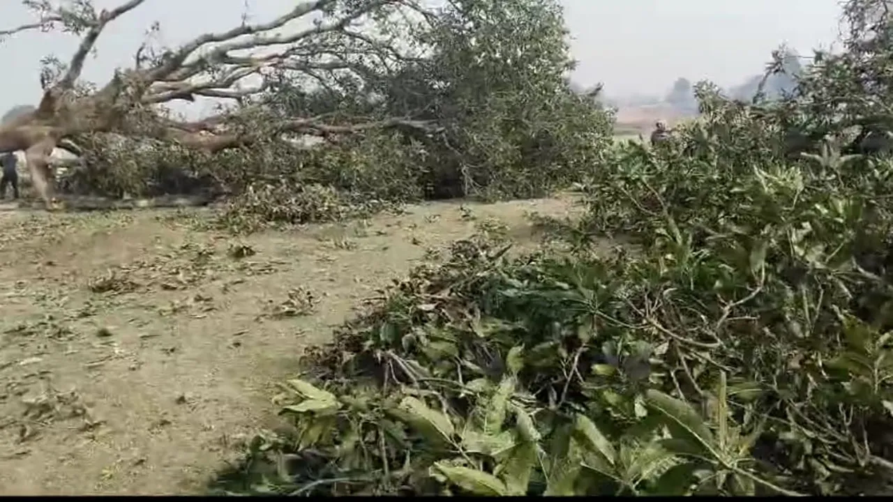 बहराइच: हाईकोर्ट में चल रहा मुकदमा, फिर वन विभाग ने जारी कर दिया परमिट, ठेकेदार ने कटवाया 14 पेड़ 
