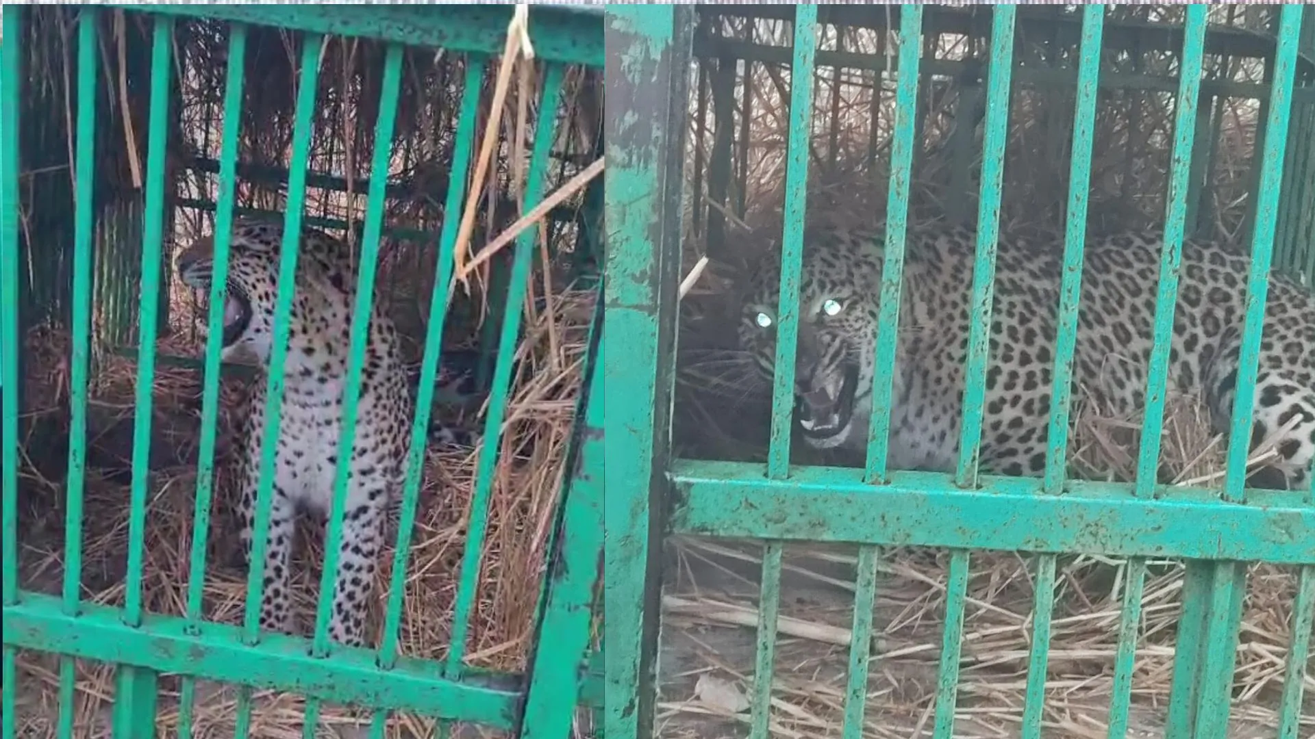 बहराइच: बालिका पर हमला करने वाला तेंदुआ पिंजरे में हुआ कैद