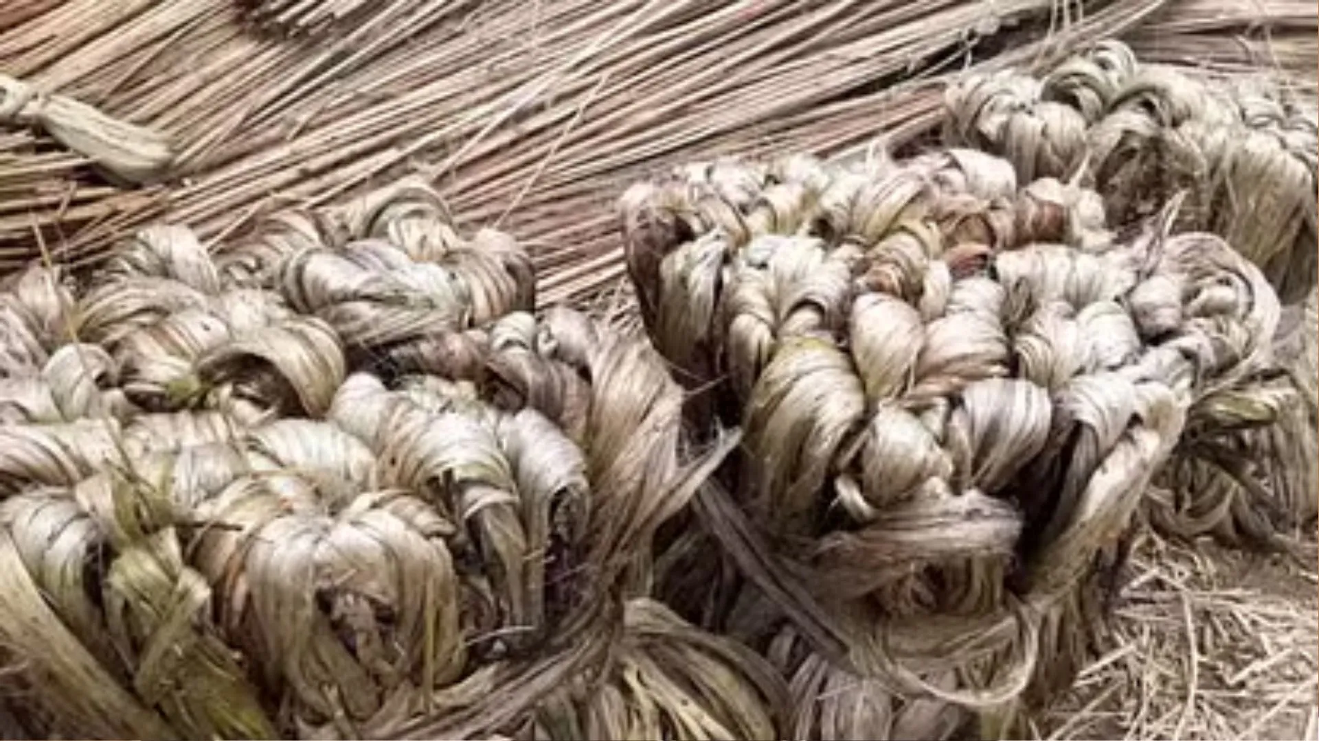 केंद्र ने  कच्चे जूट पर 6 फीसदी MSP बढ़ाई, अब मिलेंगे 5,650 रुपये प्रति क्विंटल