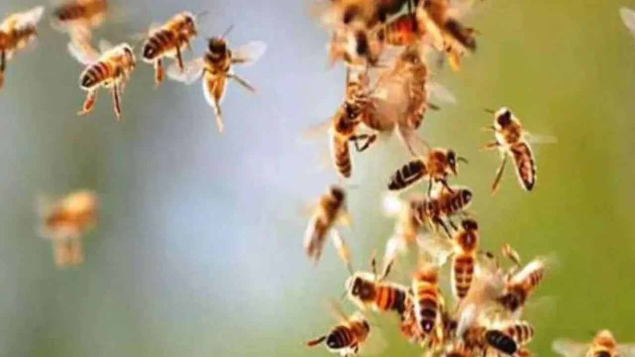 Honeybees Attack In Kanpur: मधुमक्खियों ने युवक पर किया हमला...CHC में डॉक्टरों ने किया मृत घोषित, कबाड़ इकट्ठा कर रहा था युवक