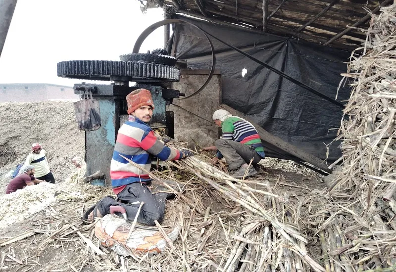 अब रामपुर में नहीं बचा एक भी गन्ना क्रॅशर, धीरे-धीरे सभी हुए बंद...जानिए क्या बोले किसान?
