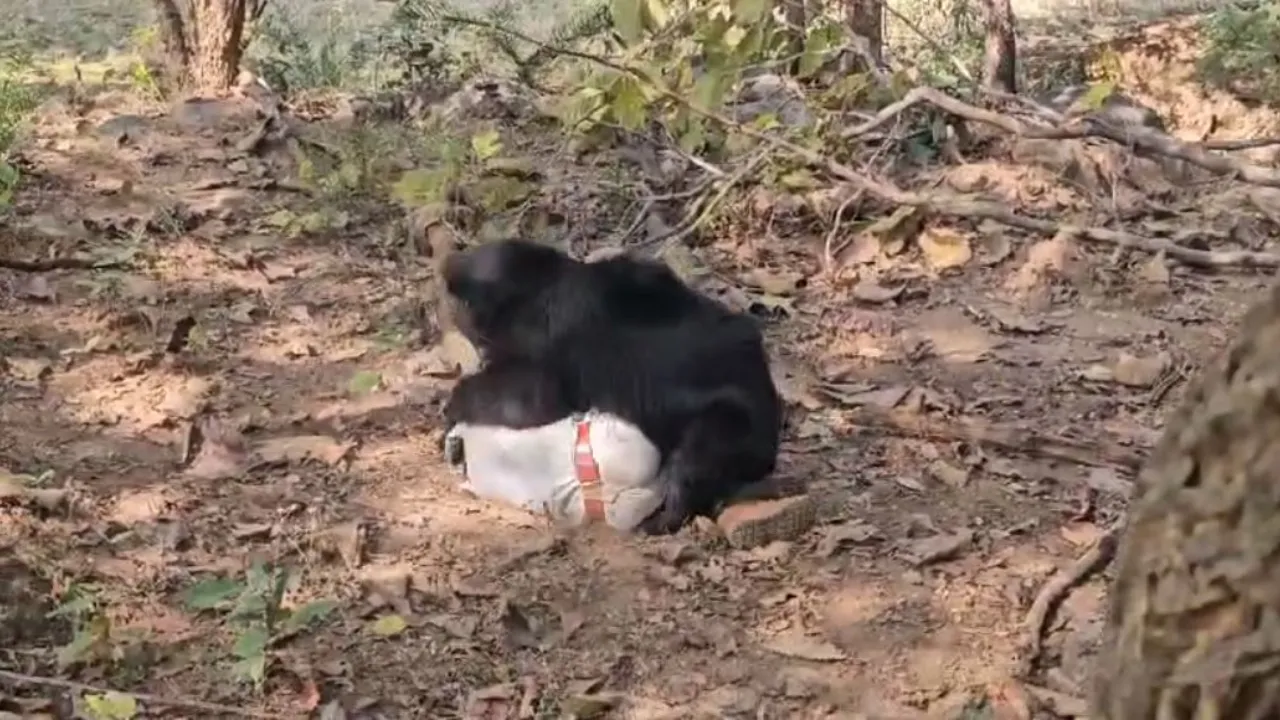 छत्तीसगढ़ में भालू के हमले से पिता-पुत्र की मौत, दो लोग घायल 