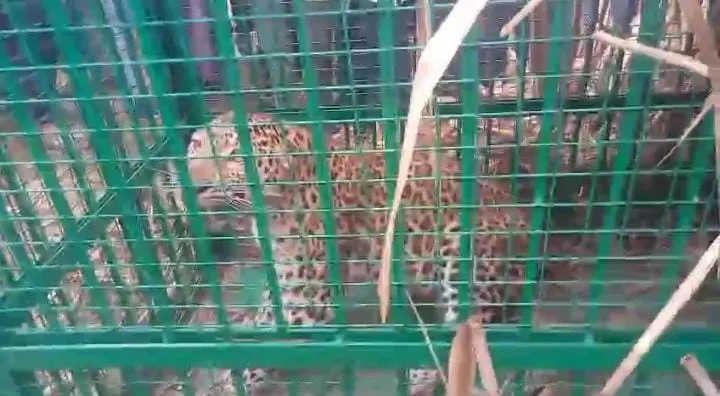 लखीमपुर खीरी: कोठिया गुलरा में वन विभाग के पिंजड़े में कैद हुआ तेंदुआ