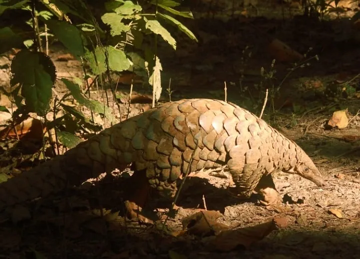 पीलीभीत: पीटीआर में दुर्लभ प्रजाति के वन्यजीवों की भरमार, शेड्यूल वन के पैंगोलिन की भी मौजूदगी