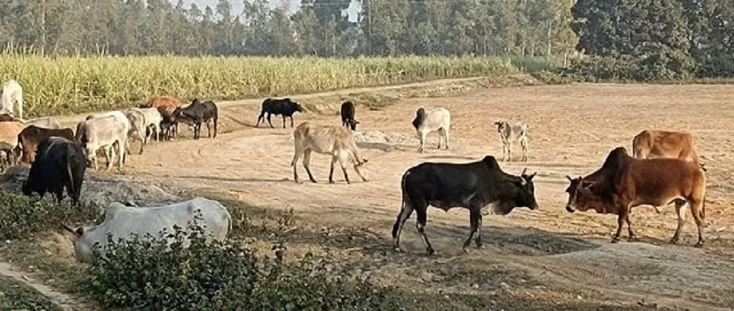 शाहजहांपुर: छुट्टा पशुओं के हमले से मौतों का सिलसिला जारी, अब दो लोगों की गई जान