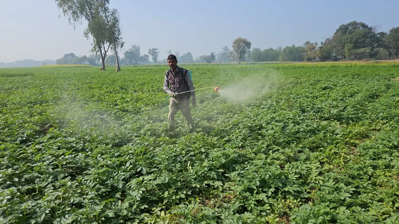 आलू की खेती