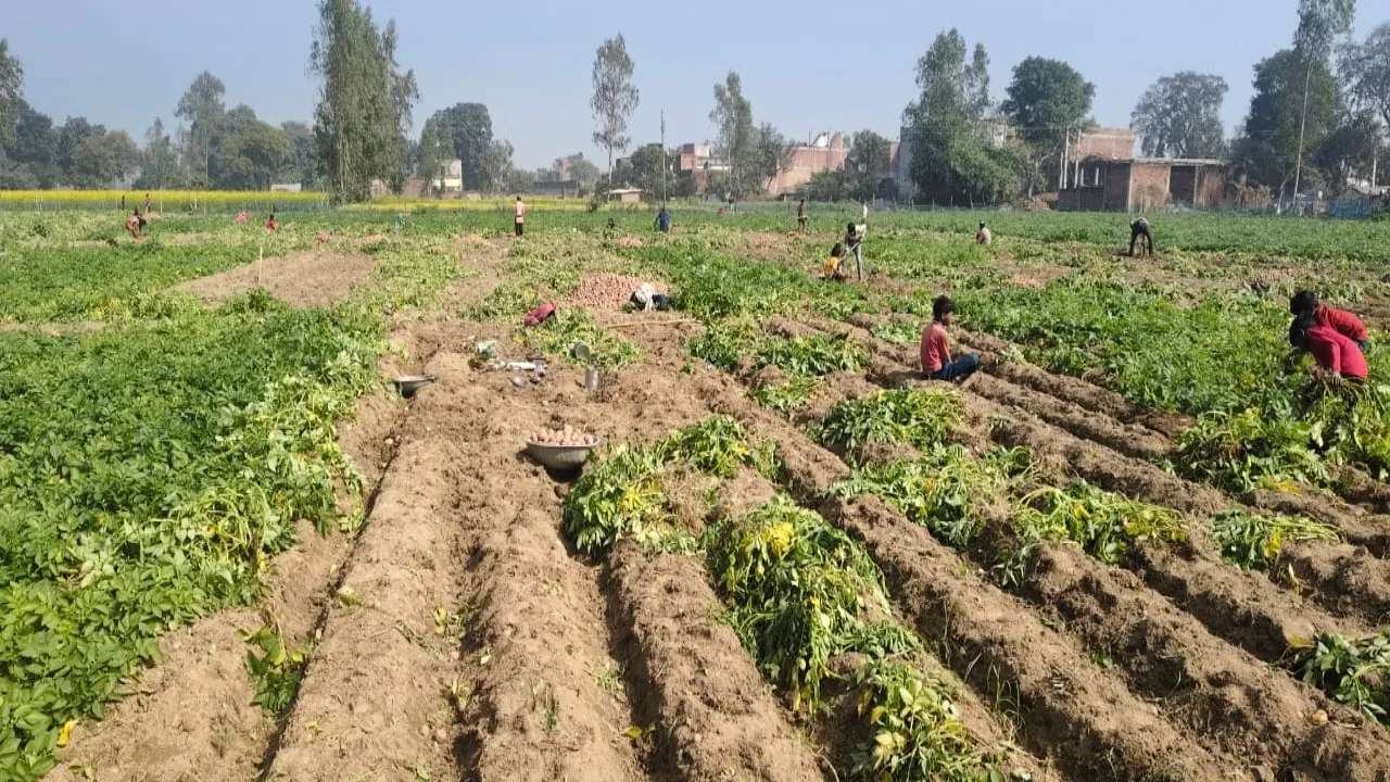 Barabanki News : सब्जियों का राजा बढ़ा रहा किसानों के चेहरे की चमक