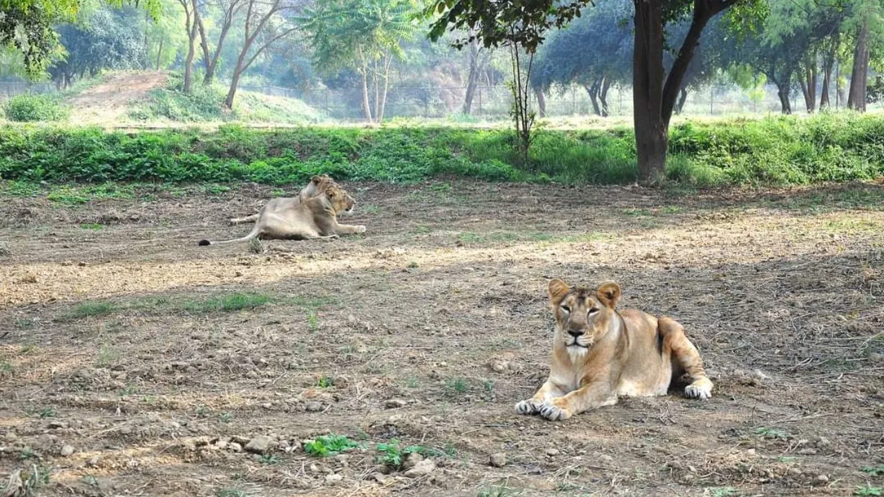 इटावा सफारी पार्क के विशेषज्ञों को मिली बड़ी कामयाबी, शेरों में माइक्रोबियल रजिस्टेंस का बनाया प्रोटोकाल