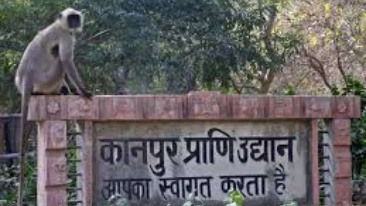 Kanpur के चिड़ियाघर में तेंदुए के बाड़े में फेंके मांस के टुकड़े: दो युवक चोरी छिपे लाए थे मीट, तेंदुए को खिलाया,  दोनों आरोपी गिरफ्तार