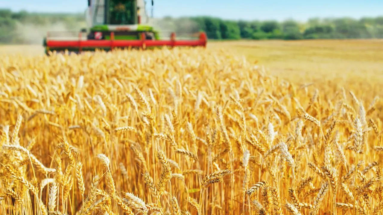 मौसम की मार से घट सकती गेहूं की पैदावार, तेज धूप से फसल में इतने फीसदी तक नुकसान की आशंका...  