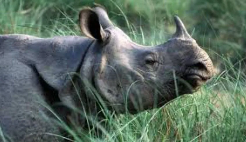 लखीमपुर खीरी: जंगल के बाहर निकले गैंडे ने कई गांवों की फसलें रौंदीं