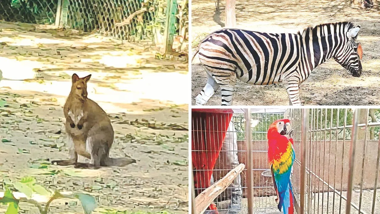 Kanpur Zoo में आए नये मेहमान: पीपल व पाकड़ के पत्ते खाकर कंगारू ने की उछलकूद, जेब्रा और मकाऊ पक्षियों ने भी की खूब मस्ती 