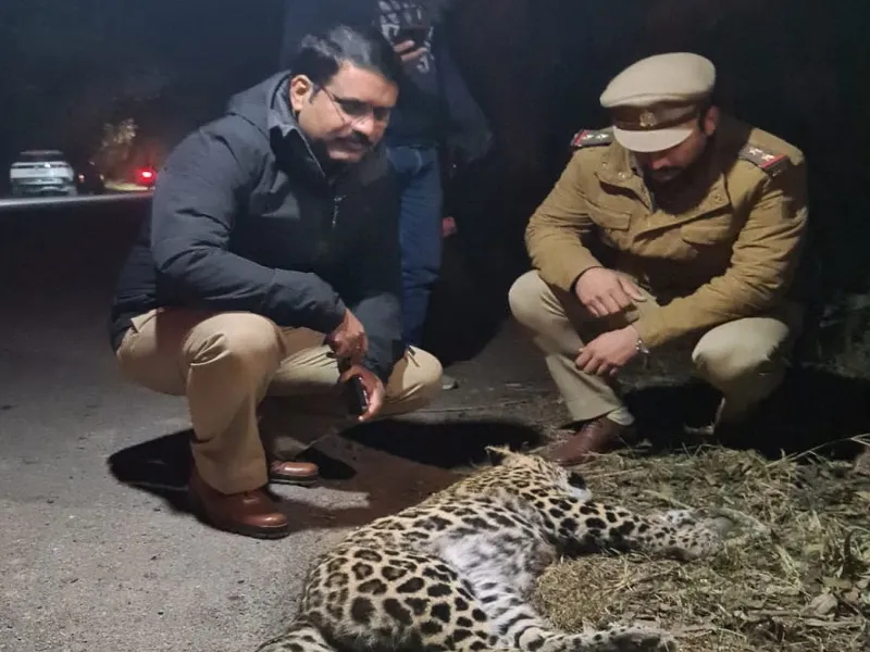 मुरादाबाद : बाइक से टकराकर तेंदुए की मौत, बाइक सवार घायल