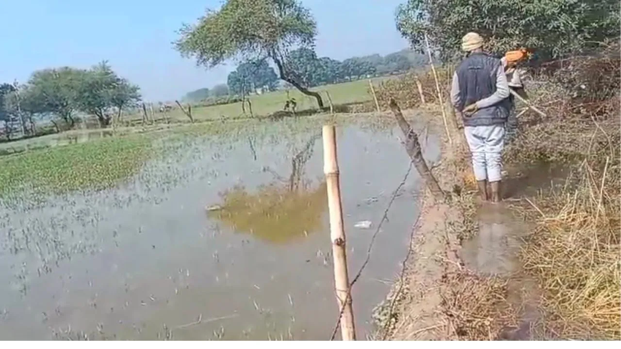 Fatehpur: नहर की खांदी कटने से खड़ी फसल पानी में डूबी, किसानों में आक्रोश, अधिकारियों ने कहा ये...
