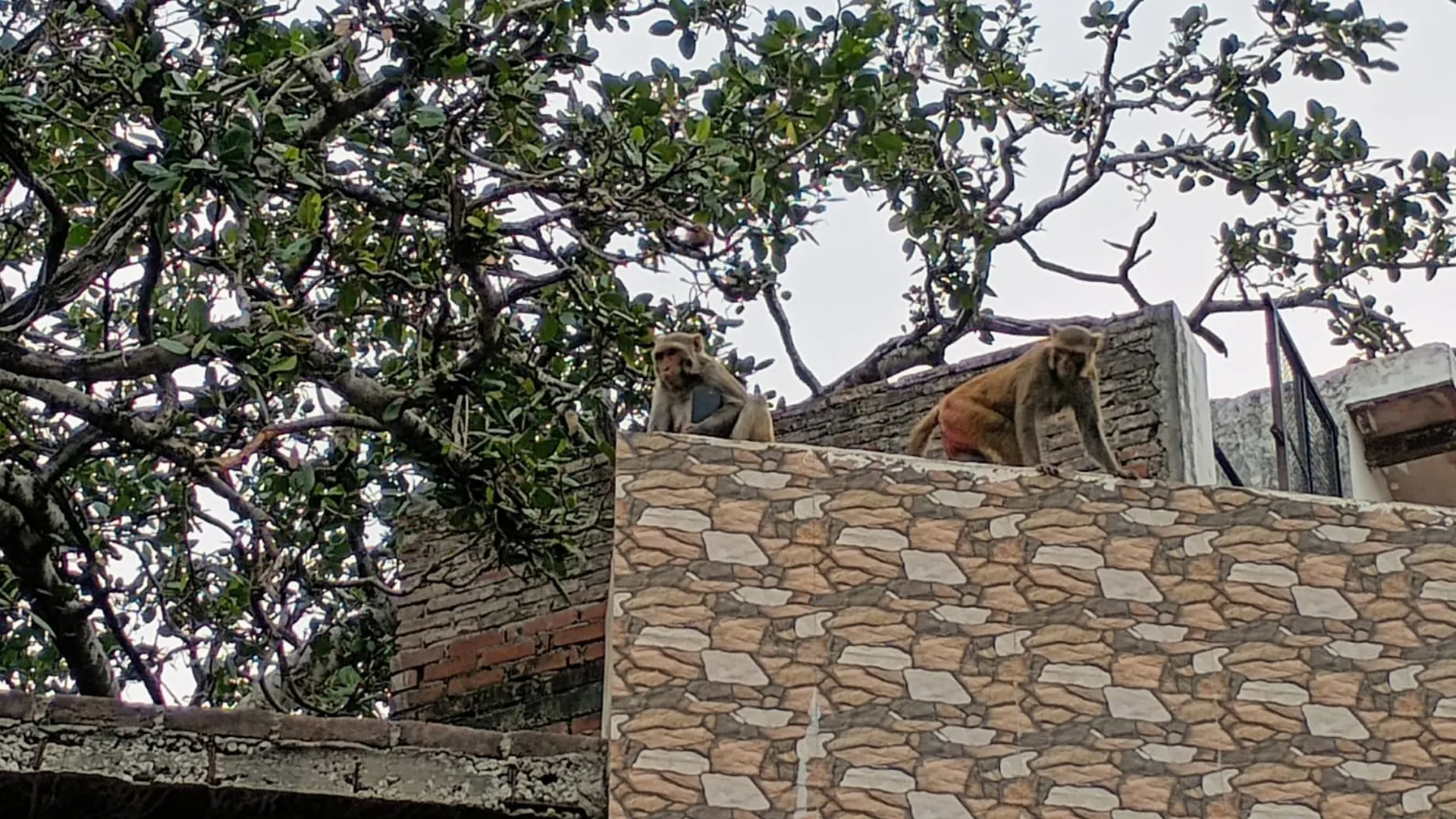 कासगंज: यहां बंदर को देनी पड़ती है फिरौती...वरना सामान से धोना पड़ेगा हाथ