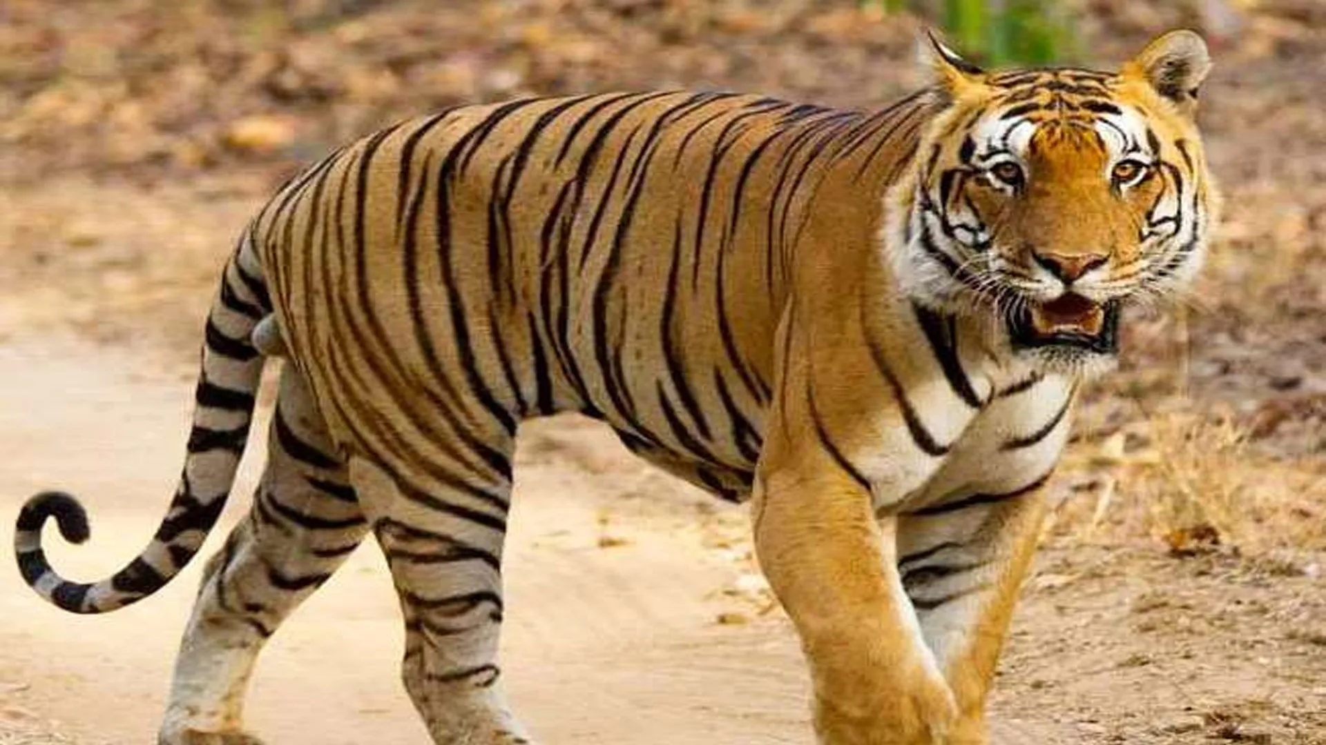 लखीमपुर खीरी: एक दिन में दो बार बाघ के हमले से ग्रामीणों में फैली दहशत