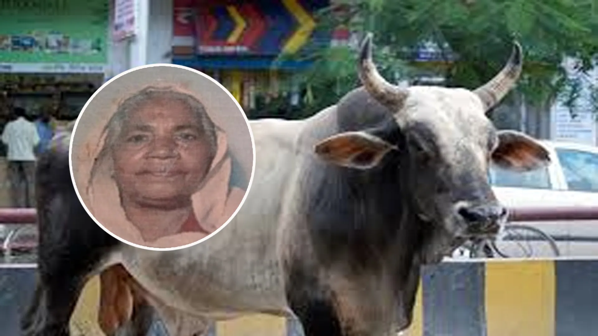 शाहजहांपुर: आवारा पशुओं का आतंक...सांड ने पटक-पटककर महिला को मार डाला