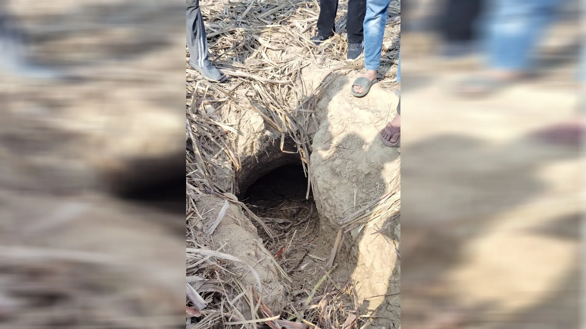 मुरादाबाद: गन्ने की चल रही थी छिलाई...तभी खेत में रहस्यमयी सुरंग मिलने से मचा हड़कंप 