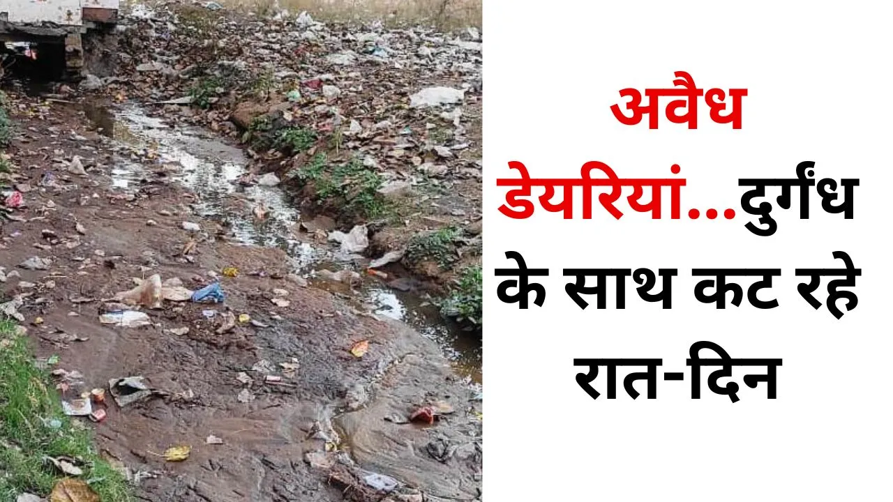 Bareilly: अवैध डेयरियां से लोग बेहाल, दुर्गंध के साथ कट रहे रात-दिन