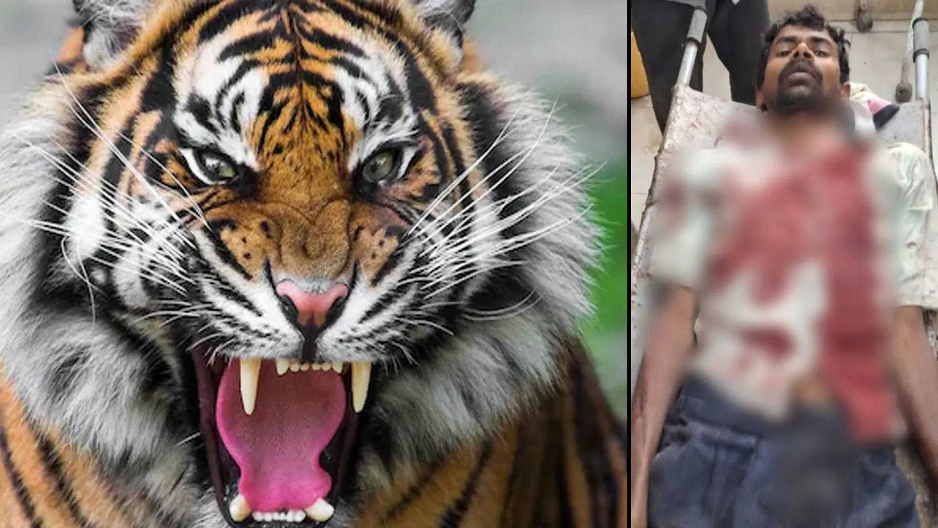 लखीमपुर खीरी: गन्ना काट रहे मजदूर पर बाघ ने हमला कर किया घायल