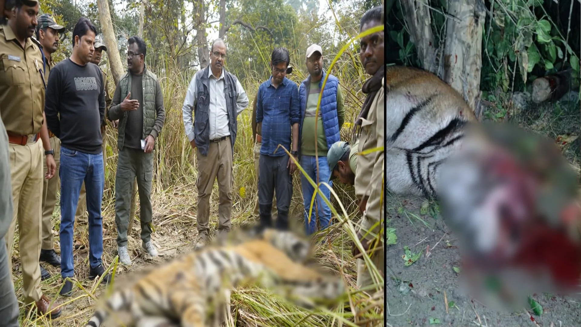 लखीमपुर खीरी : 10 घंटे के अंतराल में दो बाघों की मौत, वन महकमे और टीटीआर प्रशासन में हड़कंप