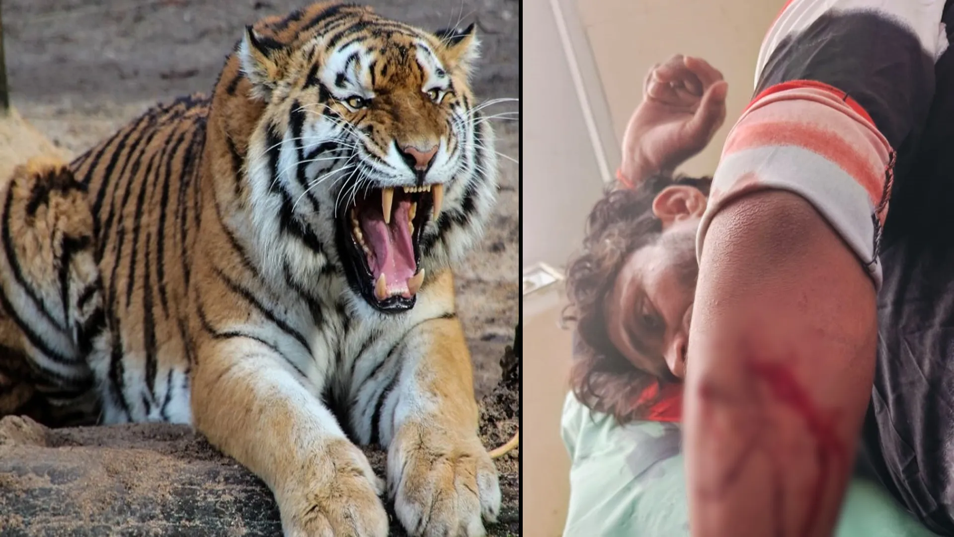 लखीमपुर खीरी: खेत में गन्ना छील रहा था मजदूर...बाघ ने हमला कर किया घायल तो फैली दहशत