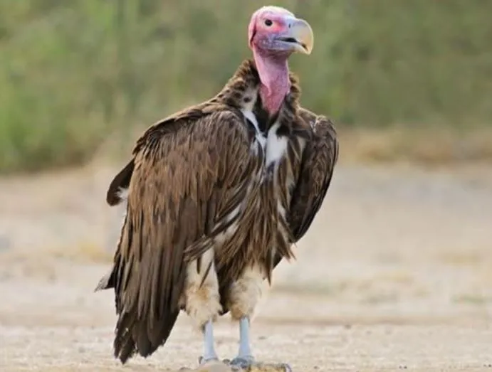 लखीमपुर खीरी: दुधवा में दिखा दुर्लभ प्रजाति का एशियन किंग वल्चर, वन्यजीव प्रेमियों में खुशी की लहर 