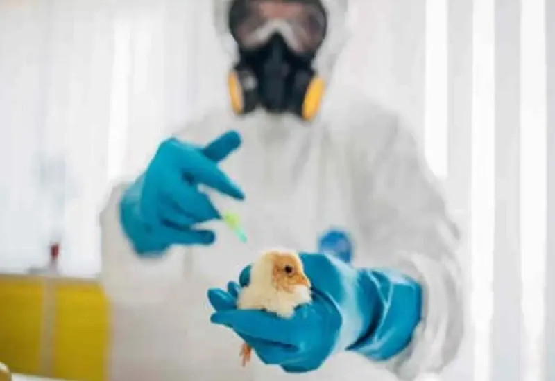 न्यूयॉर्क सिटी के चिड़ियाघरों में 15 पक्षियों की मौत, बर्ड फ्लू से मरने का संदेह 