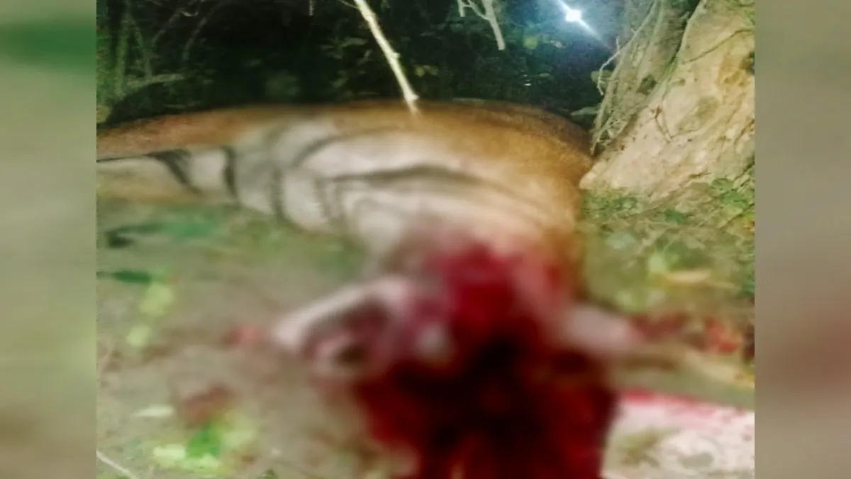 लखीमपुर खीरी: महिला को खींचकर ले जा रही थी बाघिन, तभी ग्रामीणों ने कर दिया हमला, पीट-पीटकर मार डाला