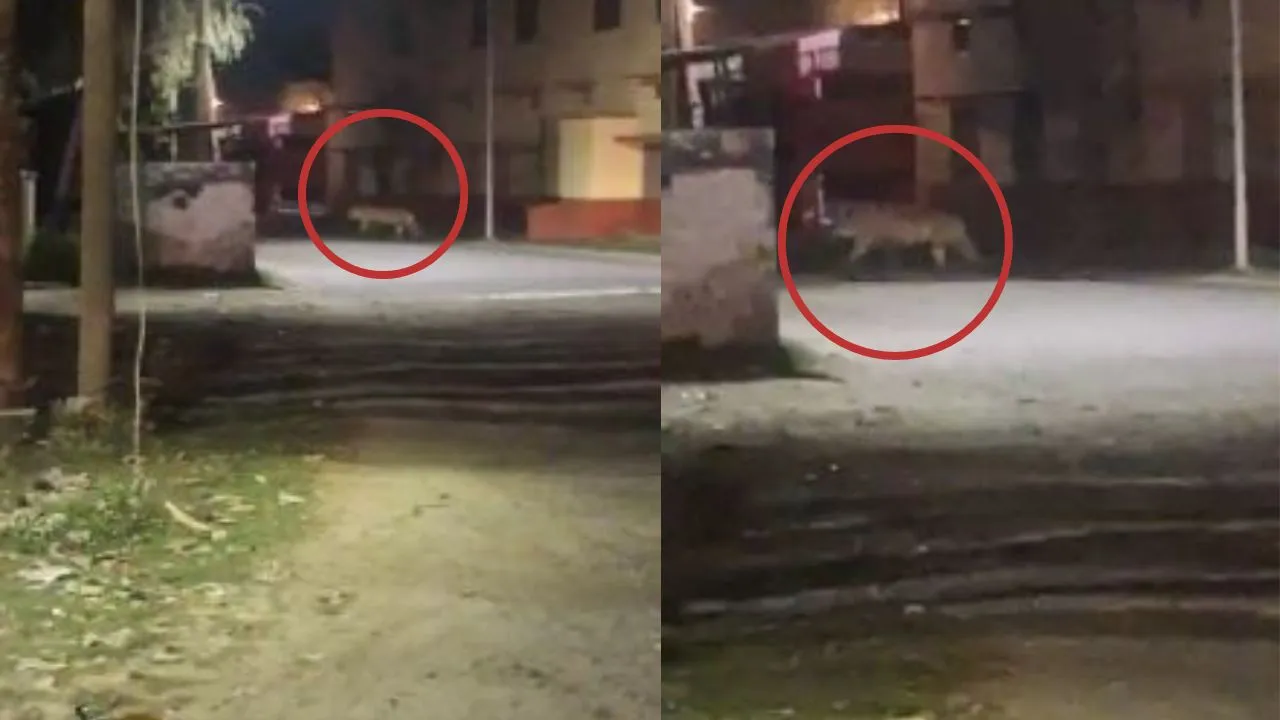 लखीमपुर खीरी: सड़क क्रॉस करता दिखा बाघ, दहशत में आए लोग, मजदूर पर भी किया हमला