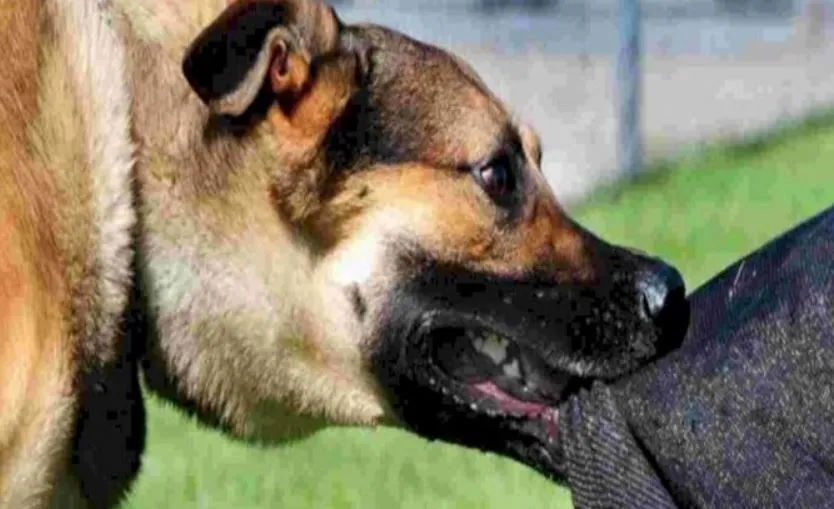 Bareilly: पालतू कुत्ते के काटने पर कराते रहे झाड़फूंक, युवक ने तोड़ दिया दम