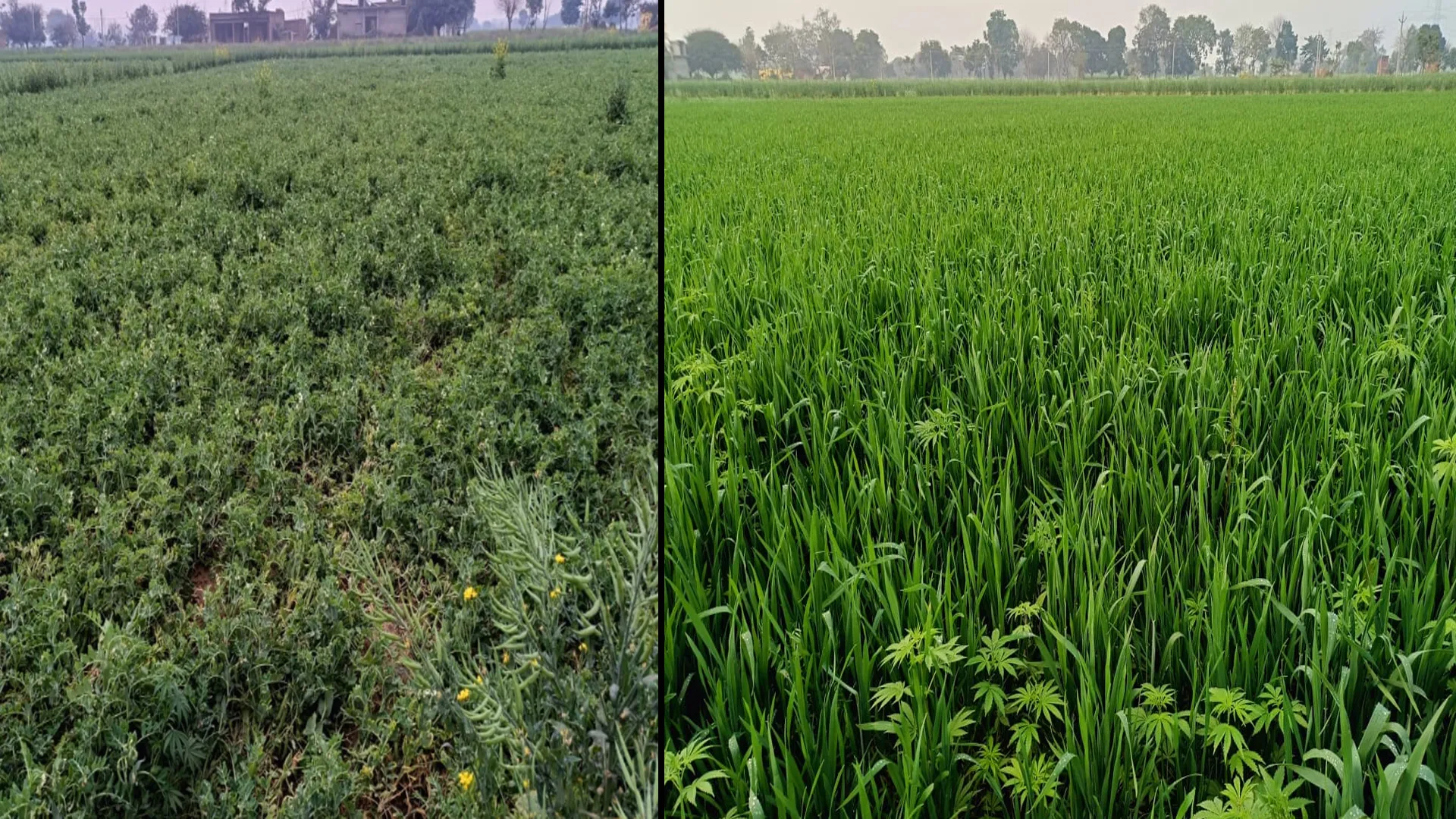 कासगंज : बादल व बारिश ने किसानों को जगाई अच्छी पैदावार की उम्मीद