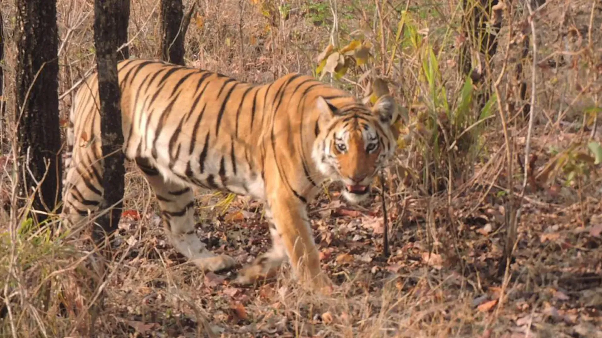पीलीभीत: बाघ की सूचना पर दौड़े वनकर्मी, खेत में की कांबिंग तो दिखा ऐसा नजारा की उड़ गए होश...