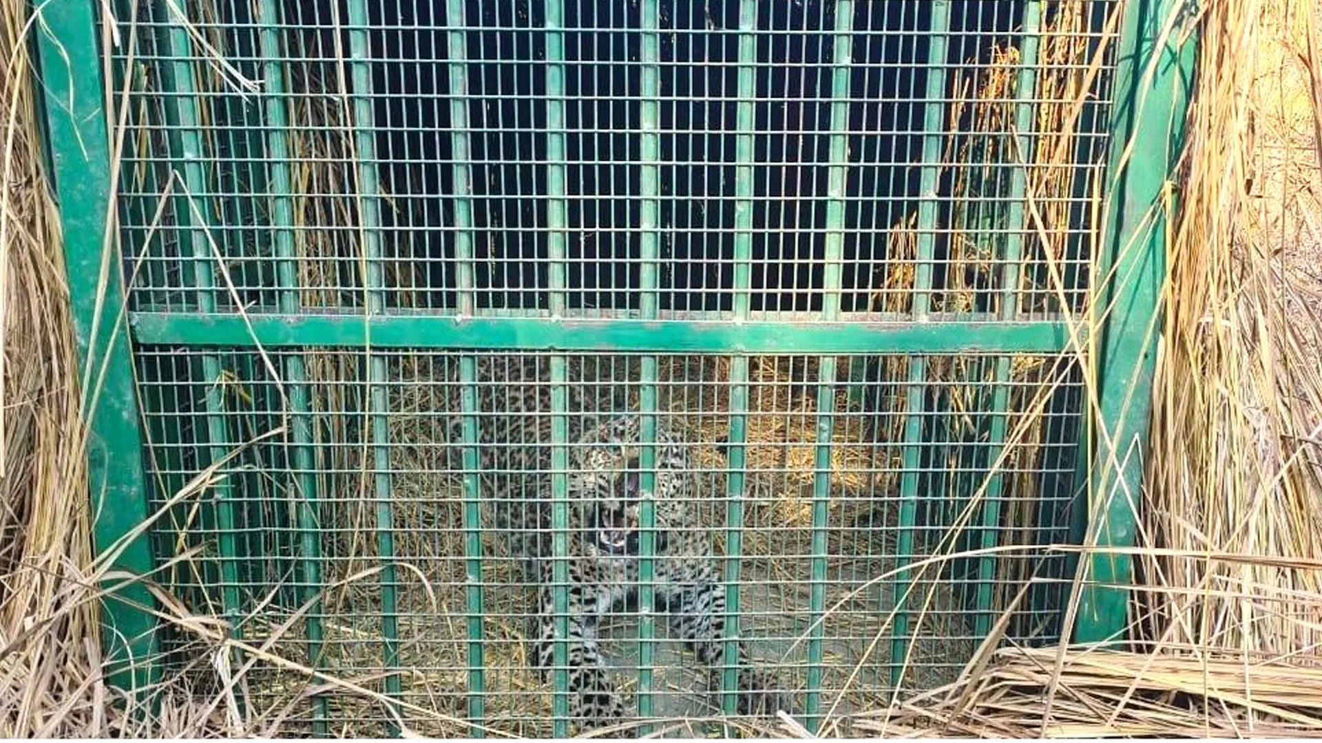 लखीमपुर खीरी: तेंदुआ ने फैला रखी थी दहशत, अब वन विभाग के पिंजरे में कैद