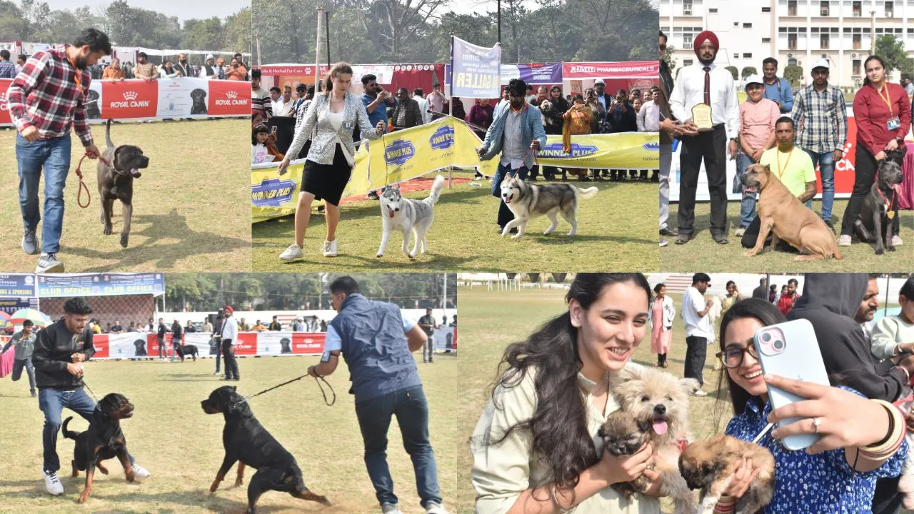 Bareilly: डॉग शो में 35 नस्लों के 180 कुत्तों ने दिखाया जलवा, महंगी गाड़ियों से पहुंचे...आकर्षण का बने केंद्र