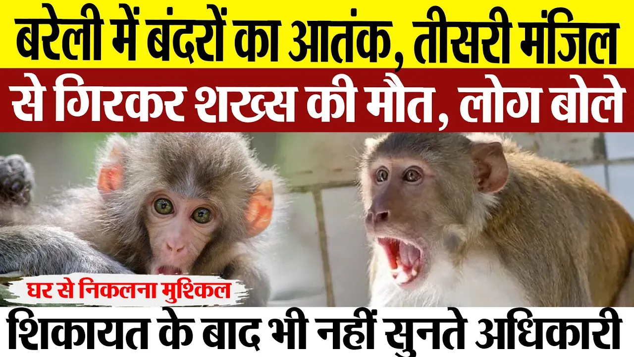 Bareilly News: बरेली में बंदरों का आतंक, तीसरी मंजिल से गिरकर शख्स की मौत, लोग बोले
