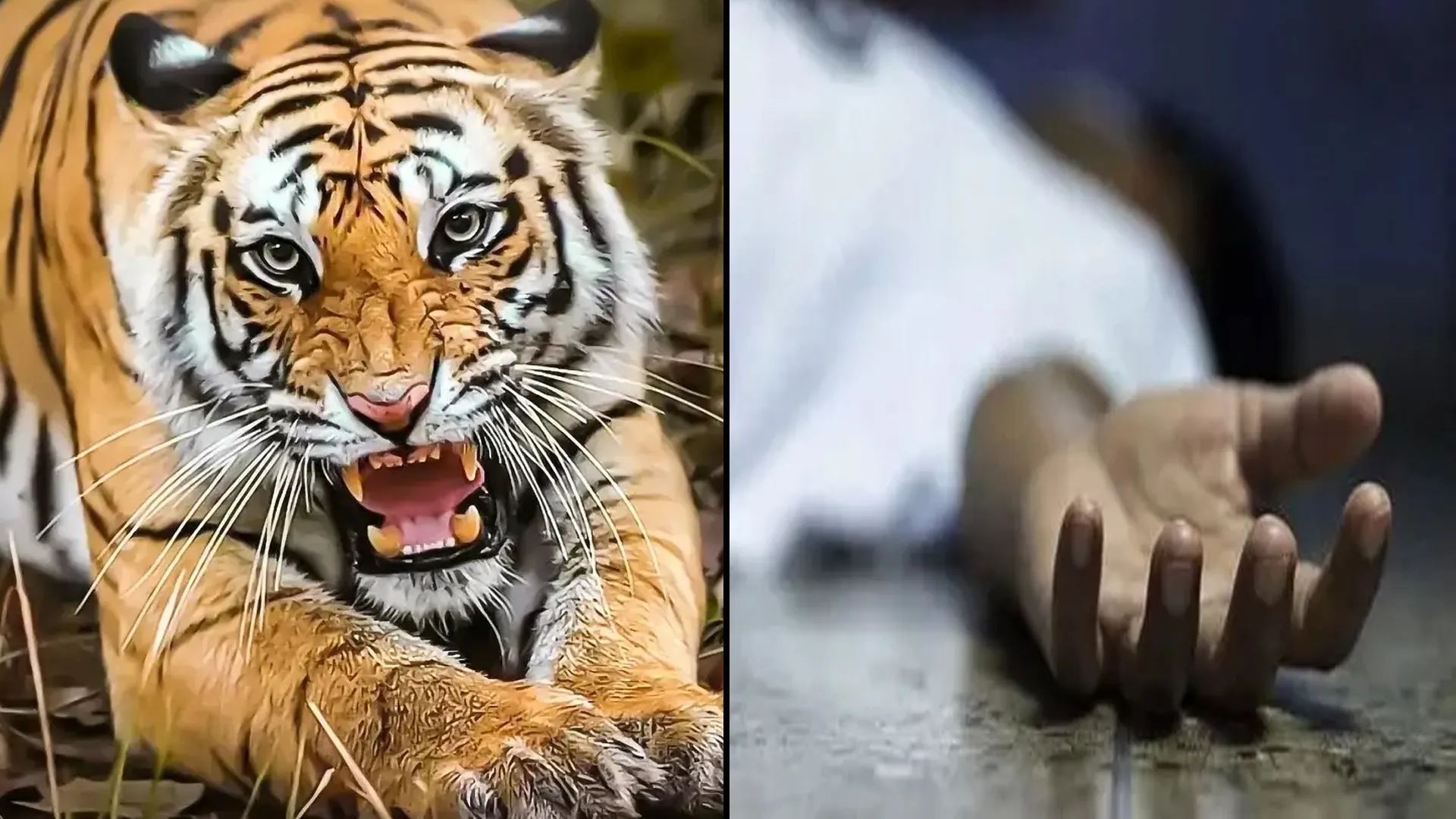 लखीमपुर खीरी: बाघ के हमले में घायल किशोर की 16 दिन बाद हुई मौत