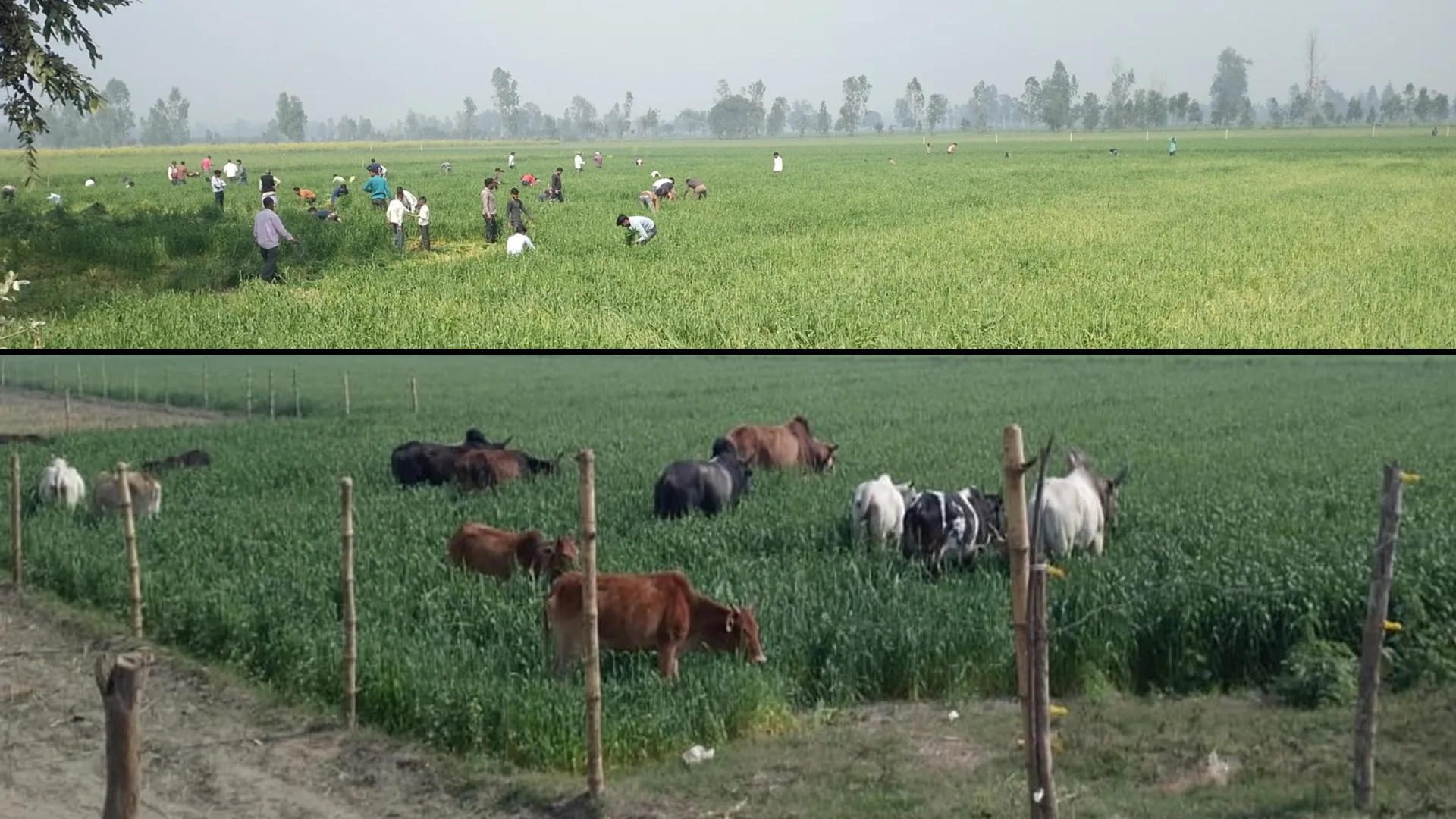 शाहजहांपुर: छुट्टा पशुओं के आतंक से परेशान किसान ने खुद उजाड़ दी गेहूं की फसल
