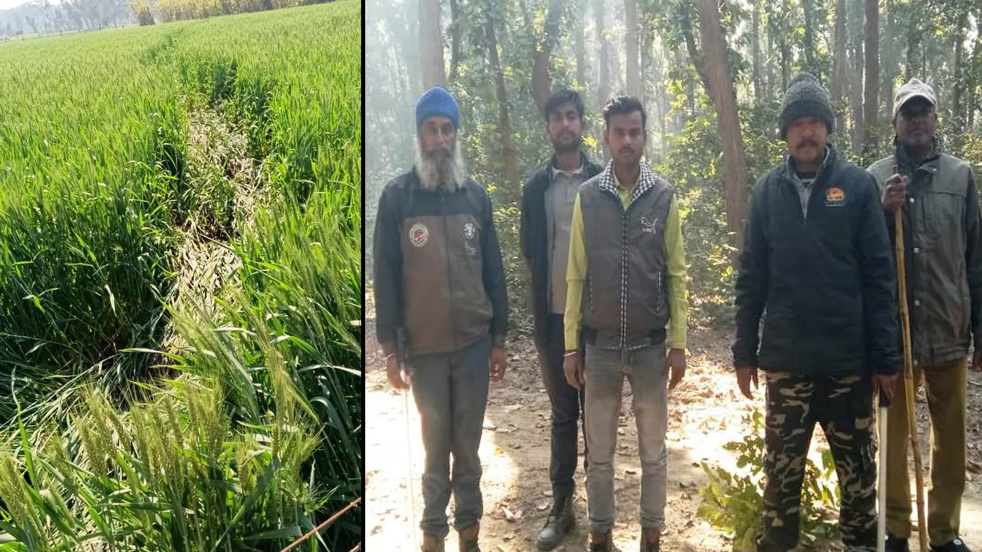 पीलीभीत: नेपाली हाथियों का उत्पात जारी, फिर दियोरिया जंगल में पहुंचे...वनकर्मियों ने खदेड़ा