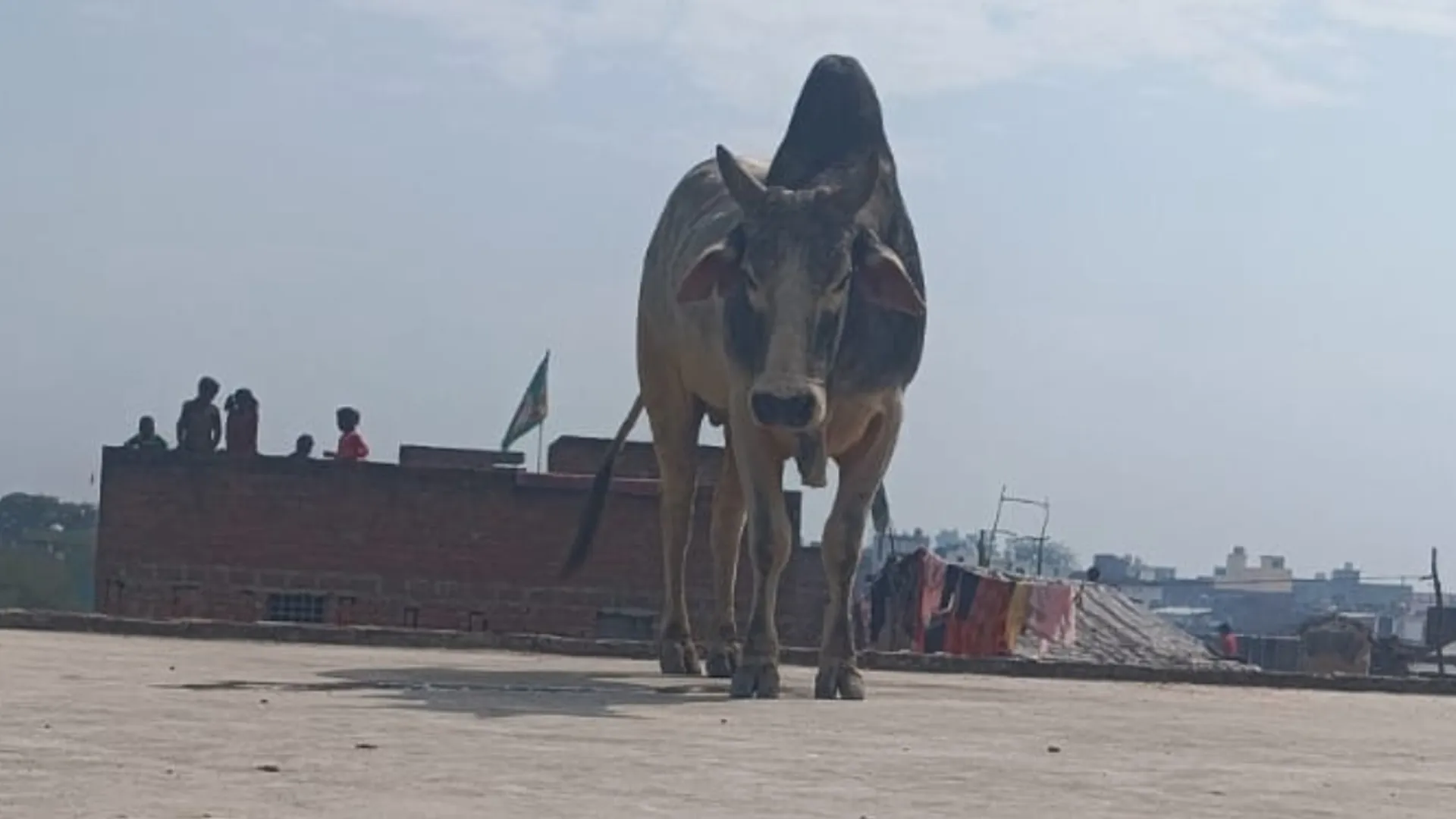 बरेली: सांड ने किया कांड...घर की छत पर चढ़कर खूब छकाया, घंटों की कोशिश के बाद उतारा
