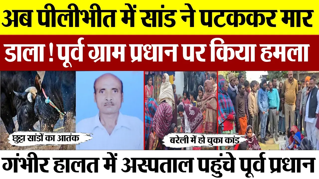 Pilibhit News : अब पीलीभीत में सांड ने पटककर मार डाला! पूर्व ग्राम प्रधान पर किया हमला