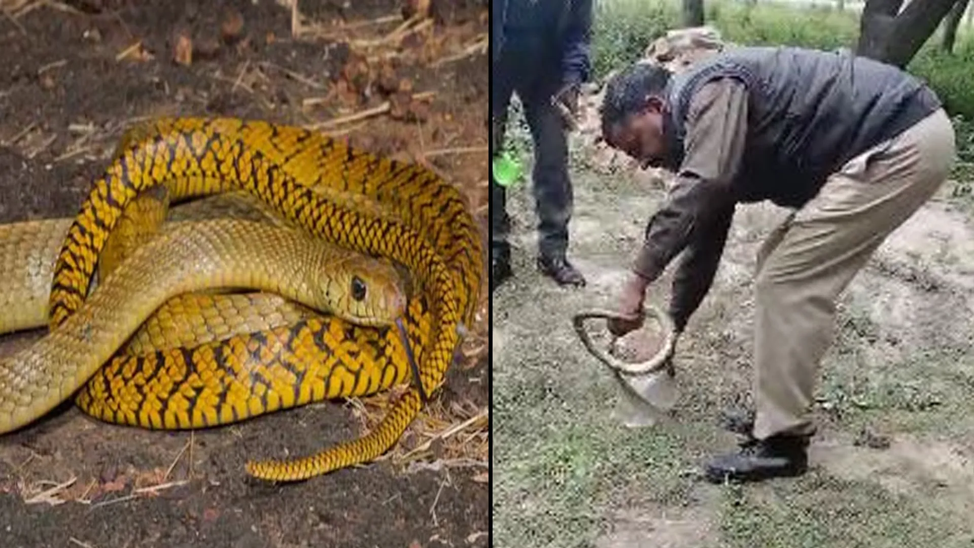 रामपुर : घर में निकले 10 सांप, पहुंचे वनकर्मी किया रेस्क्यू